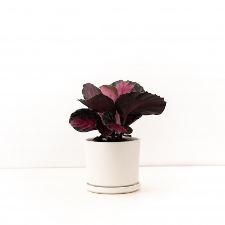 Calathea Crimson c/ maceta...