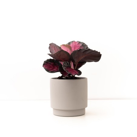Calathea Crimson con maceta...