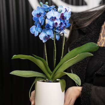 Orquidea mini phal azul