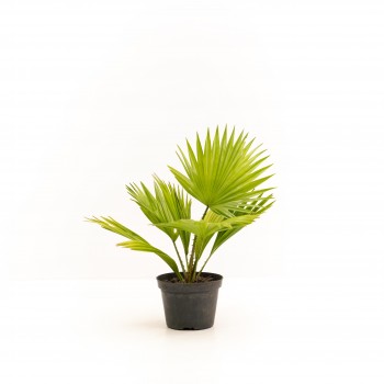 Palmera Licuala baby