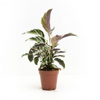 Calathea white fusion