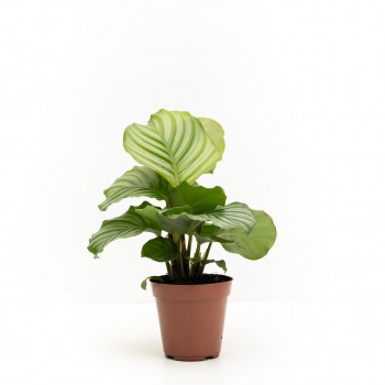 Calathea Orbifolia