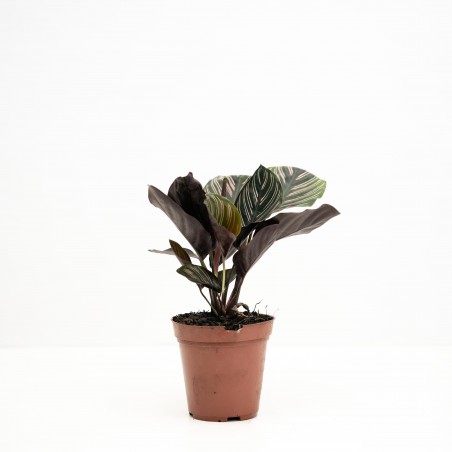 Calathea Ornata