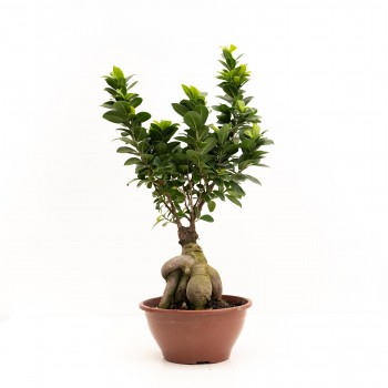 Ficus Ginseng XL