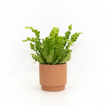 Asplenium Crispy wave...