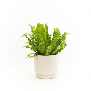 Asplenium Crispy wave...