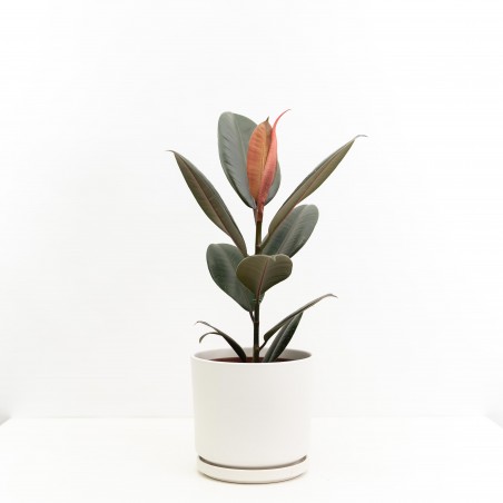 Ficus Elástica rubí c/...