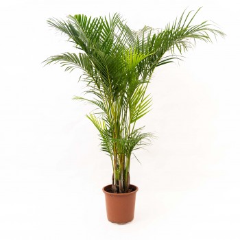 ARECA XXL