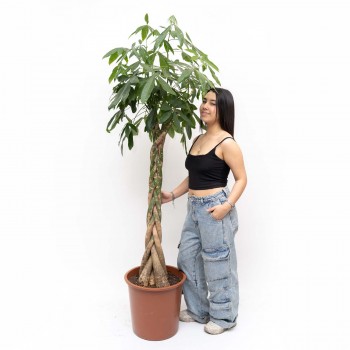 Money tree XXL