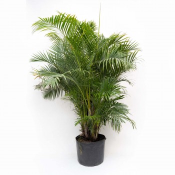 Palmera Areca XXL