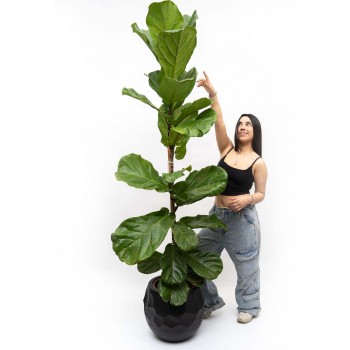 Ficus Lyrata hoja grande XL