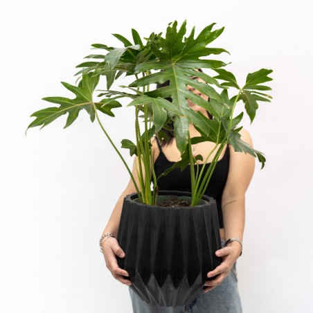 Philodendron Guiambe en...