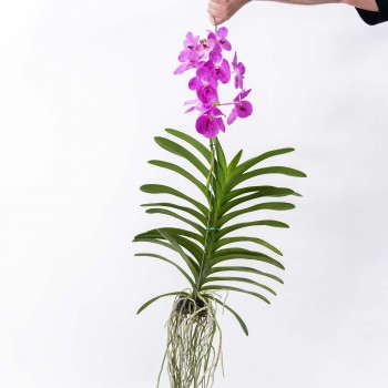 Orquidea Vanda