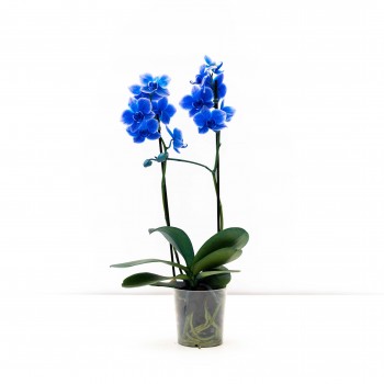 Orquidea mini phal azul