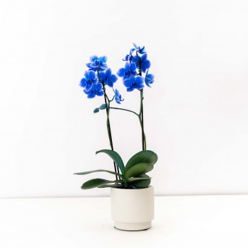 Orquidea mini phal azul c/...