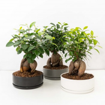 Ficus Ginseng XL con maceta...