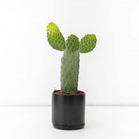 Cactus Cowboy c/ maceta...