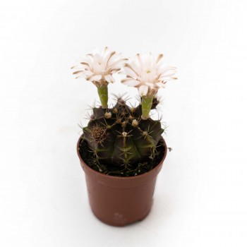 Cactus mini con flor