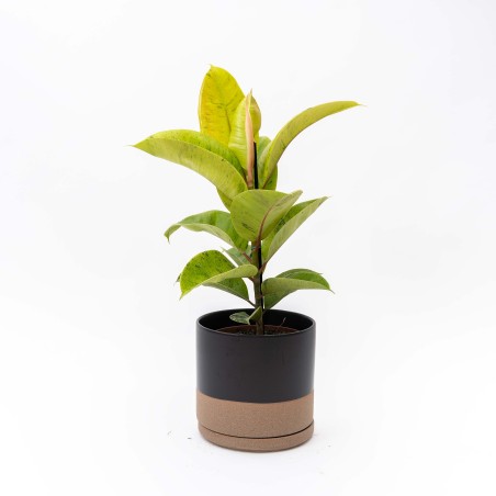 Ficus Elástica Shiveriana...