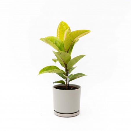 Ficus elástica Shiveriana...