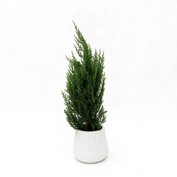 Pino Thuja Stricta M con...