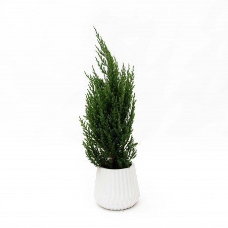 Pino Thuja Stricta M...