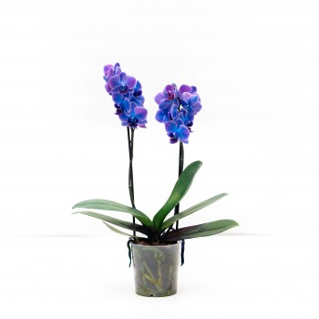 Orquidea mini phal azul