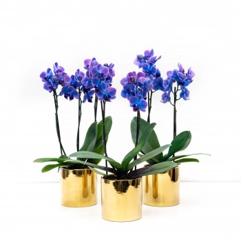 Orquidea mini phal azul con...