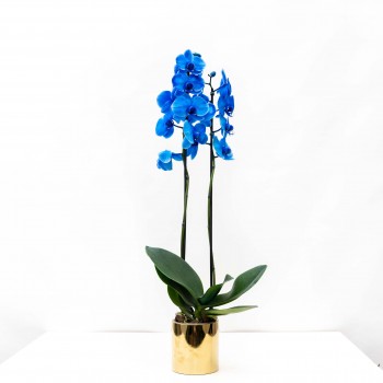 Orquidea Phalaenopsis Azul...