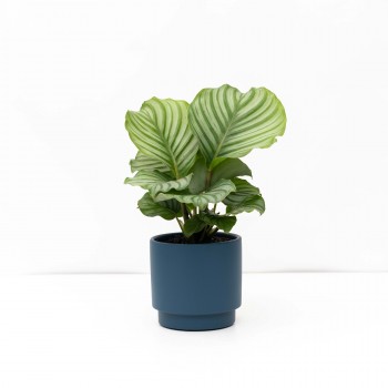 Calathea Orbifolia con...