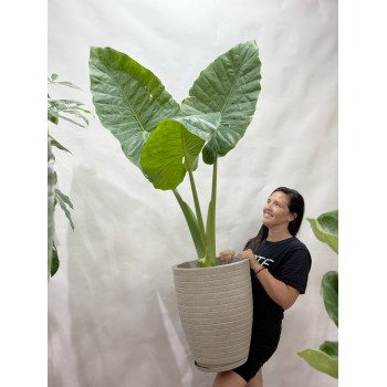 ALOCASIA en Maceta con Plato