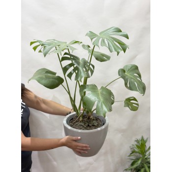 Monstera L