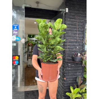 Ficus lyrata doble