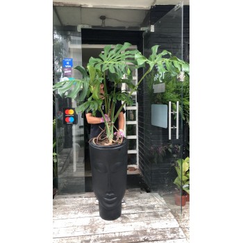 Monstera XL