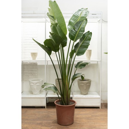 Strelitzia Nicolai XXL...
