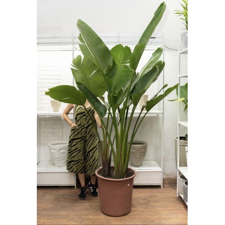 Strelitzia Nicolai XXXL...