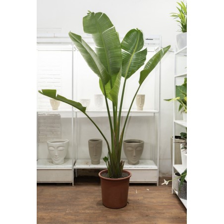 Strelitzia Nicolai XL