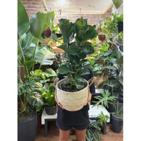 Ficus Lyrata M en Canasto M