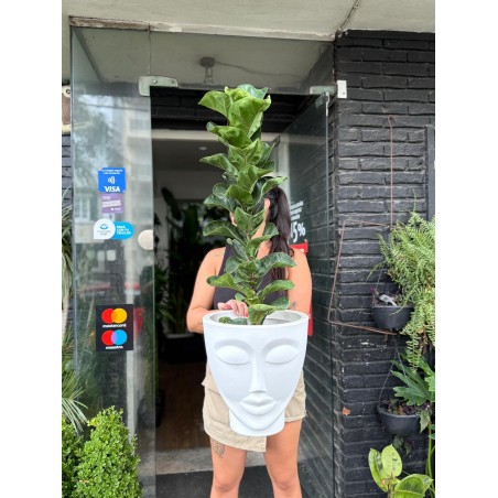 Ficus Lyrata en Maceta Face...