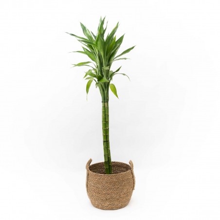 Lucky Bamboo en Canasto S