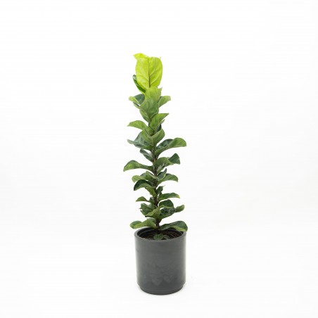 Ficus Lyrata en maceta
