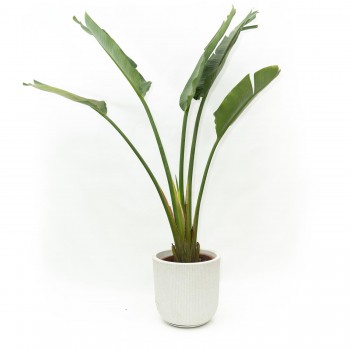 Strelitzia Nicolai XL con...