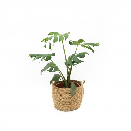 Monstera M en canasto
