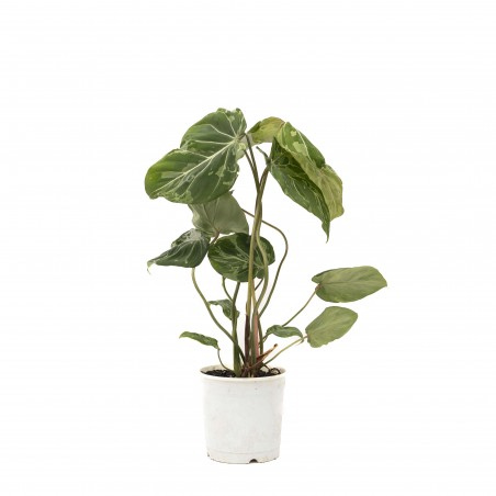 Philodendron Glorioso...