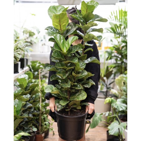 Ficus Lyrata L (3 varas)