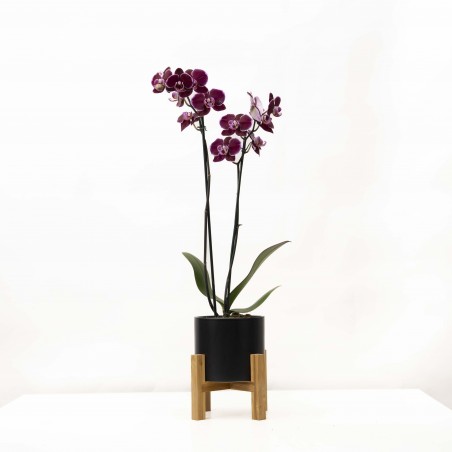 Orquidea 2 varas con...