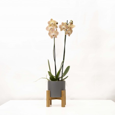 Orquidea Phalaenopsis...