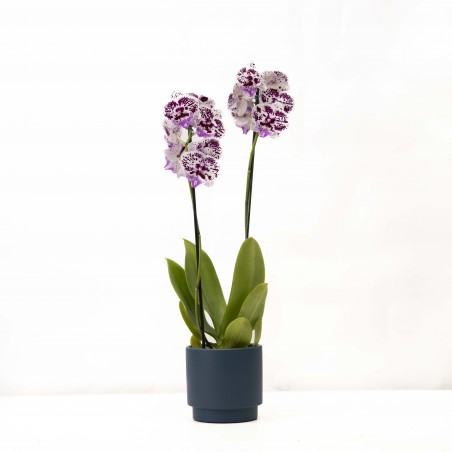 Orquidea Phaleanopsis con...