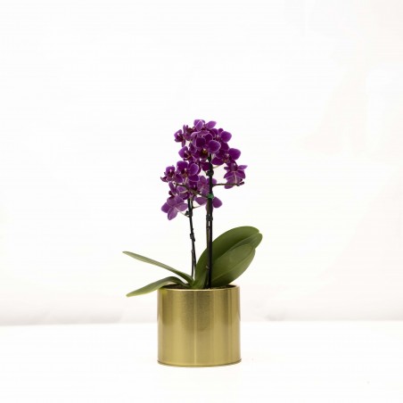 Mini phalaenopsis con...