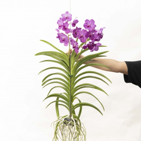 Orquidea Vanda